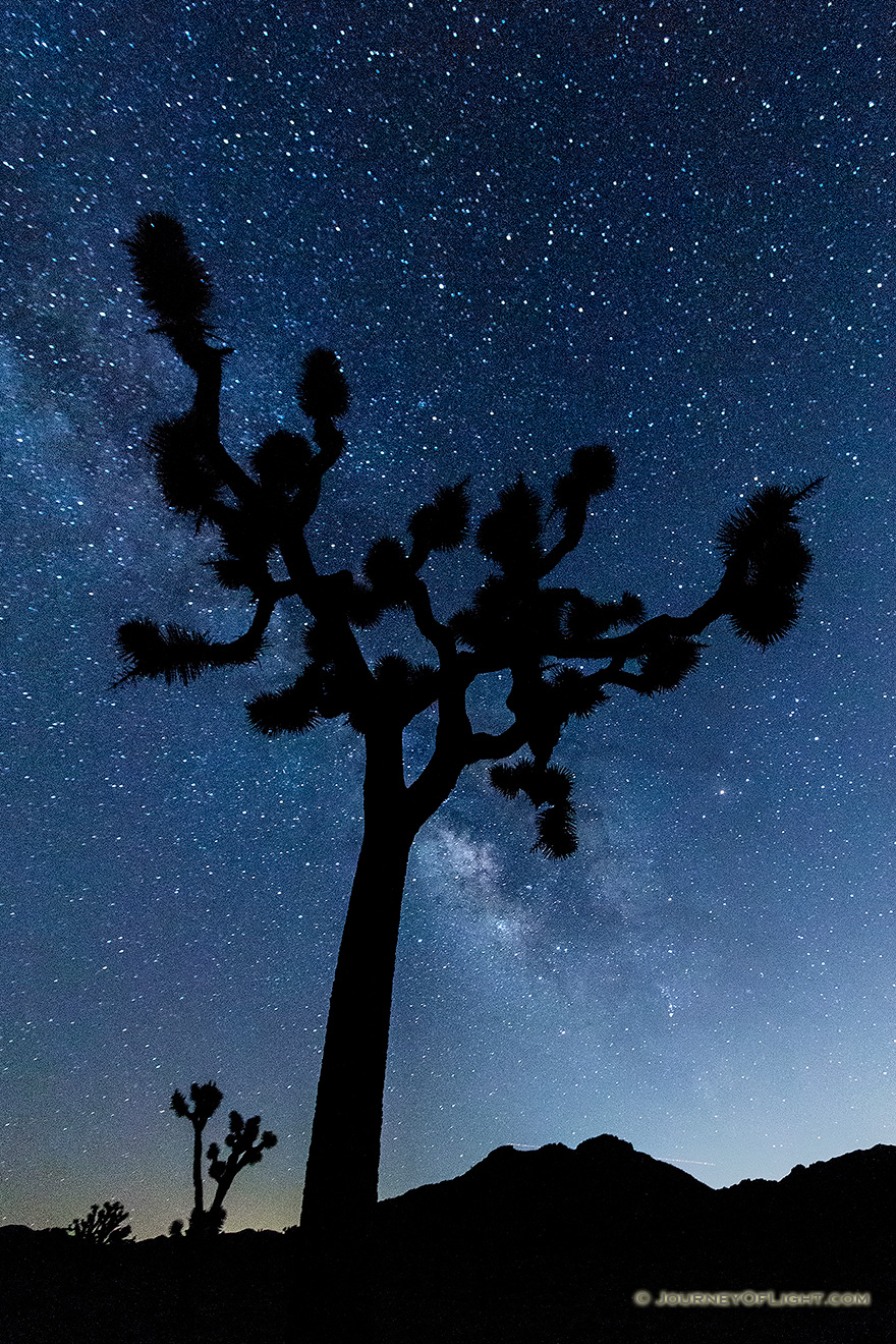 The Milky Way flows across the sky above a Joshua Tree in Joshua Tree National Park, California. - State of California Picture