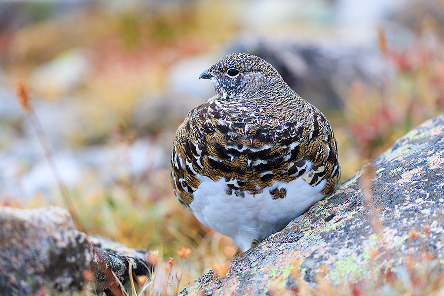 A wildlife photograph of a rock ptarmigan on the tundra at Rocky Mountain National Park, Colorado. - Rocky Mountain NP Photography